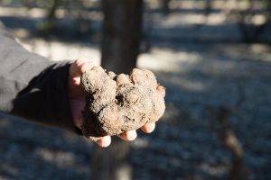 truffe noir provence en direct du producteur