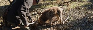 chien renifleur de truffes noirs