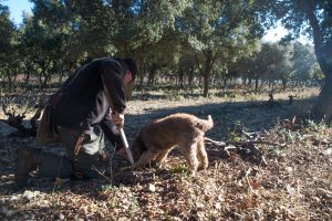 chien renifleur de truffes noirs