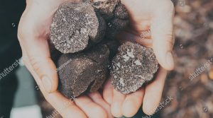 truffes noirs