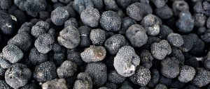 truffes noirs bio