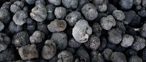 truffes noirs provence