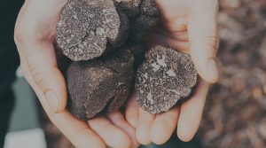 truffes noirs en provence