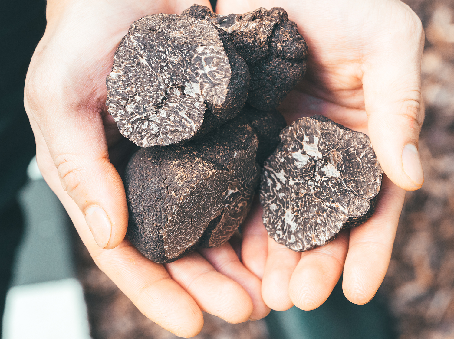 Morceaux de truffes noires fraîches de Lozère - Tuber Melanosporum